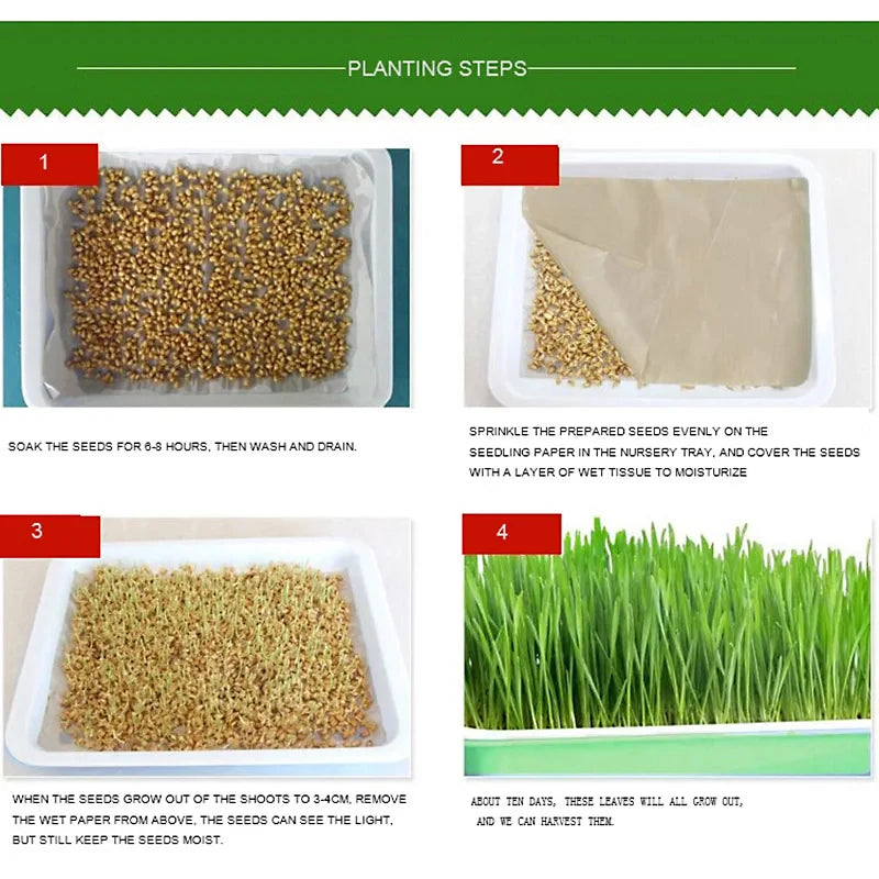 Germination Tray