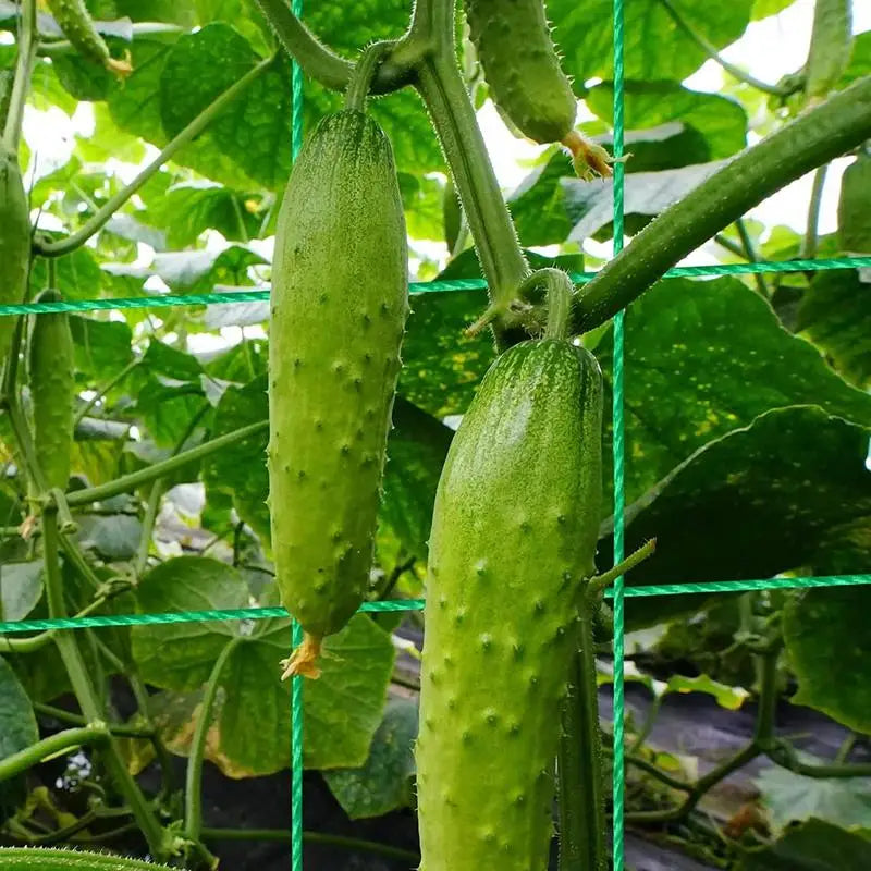 Cucumber Trellis Set