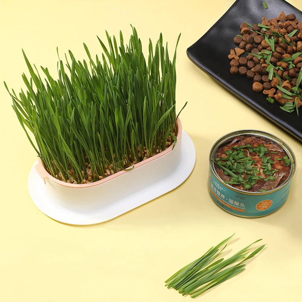 Hydroponic Plant Cat Grass Starter