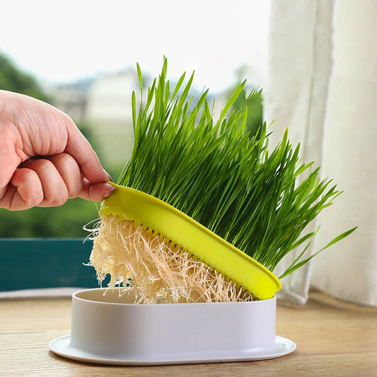 Hydroponic Plant Cat Grass Starter