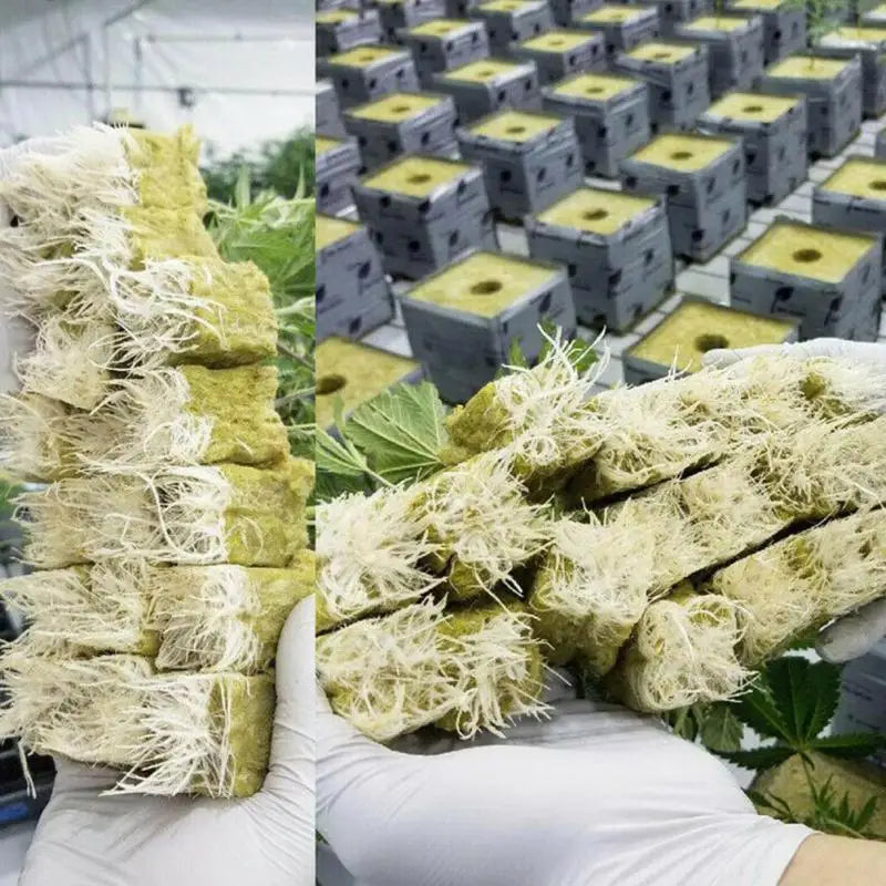 Hydroponic Grow Cubes