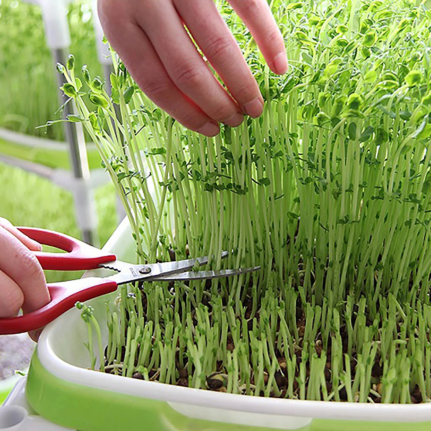 Germination Tray