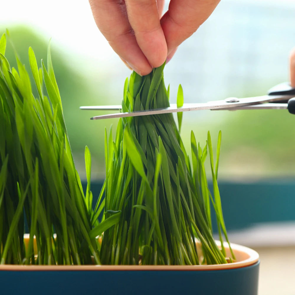 Hydroponic Plant Cat Grass Starter